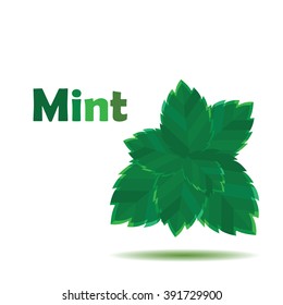 Fresh green mint leaves on white background with sign