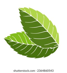 Fresh green mint leaves. Vector graphics.