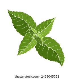 Hojas de menta frescas y verdes. Gráficos vectoriales.
