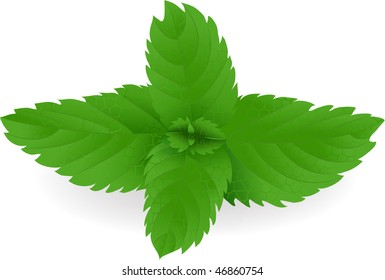 Fresh green mint leaves in vector format.