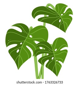 Fresh green monstera leaves, tropical vector illustration, isolated on white background