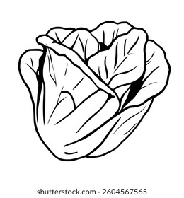 Fresh Green Napa Cabbage Illustration Healthy Vegetable