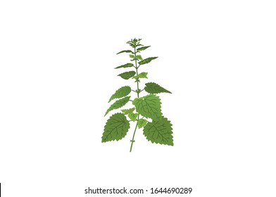 Fresh Green Nettles Nettle Herb Vector Illustration On White Background