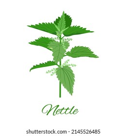 Fresh green nettles nettle herb vector illustration on white isolated background