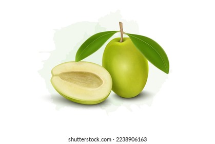 Ilustración vectorial de frutos de oliva verde fresco con medio fruto de oliva aislado en fondo blanco