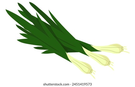 Una banda de cebolla verde fresca con una textura crujiente muestra sus colores vibrantes. Se puede utilizar en blogs de cocina, libros de recetas, haciendo hincapié en la frescura de las cebollas verdes en varios platos. Vector