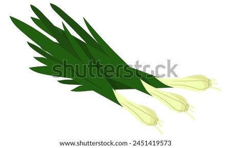 A fresh green onion band with a crispy texture shows off its vibrant colors. It can be used in cooking blogs, recipe books, emphasizing the freshness of green onions in various dishes. Vector