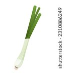 Fresh green onion or scallion isolated, food ingredients and diet concept