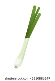 Fresh green onion or scallion isolated, food ingredients and diet concept