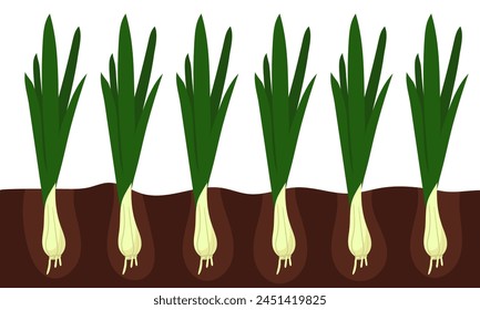 Fresh green onions growing in the ground show their bright colors, the group. A number of green onions grow in the ground, emphasizing the freshness of green onions in various dishes. Natural products