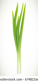 Fresh green onions on white background. Vector image