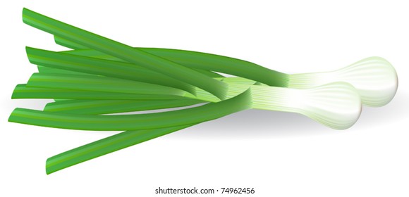 Fresh green onions on white background. Vector illustration.