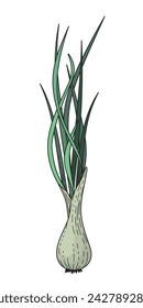 Fresh green onions. Onion feathers. Vegetable. A root vegetable for vegetarians. Healthy eating. Agricultural culture