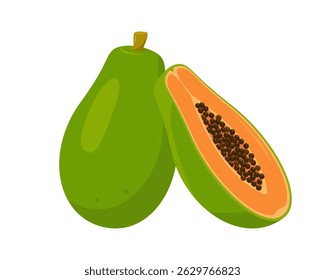 Fresh green Papaya exotic fruit, whole and half. Organic papaya vitamin healthy food. Vector plant icon illustration isolated on white background.