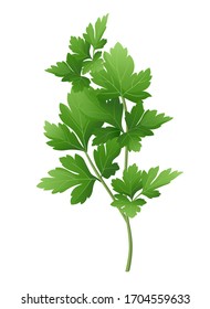 Fresh green parsley branch. Vector illustration.