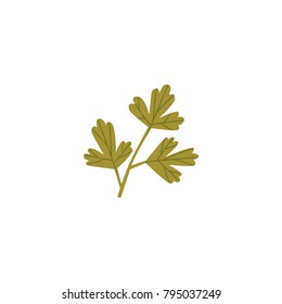 Fresh green parsley, coriander, cilantro leaf, spring, twig, cartoon vector illustration isolated on white background. Isolated cartoon illustration of fresh green parsley, coriander, cilantro leaf