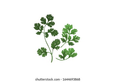 Fresh green parsley herb vector illustration on white background