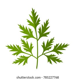 Fresh green parsley. icon. flat vector illustration isolated on white background