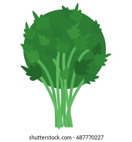 Fresh green parsley icon, vector illustration flat style design isolated on white. Colorful graphics