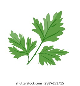 Fresh green parsley leaf isolated on white background. Cilantro leaves, raw garden parsley twig, chervil or coriander leaf collection.