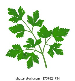 Fresh green parsley leaves are isolated on white background. Vector illustration.