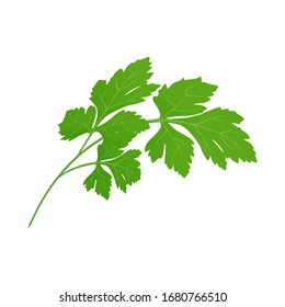 Fresh green parsley leaves on white background. Parsley isolated. Vector illustration.