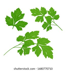 Fresh green parsley leaves on white background. Parsley isolated. Vector illustration.