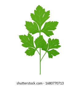 Fresh green parsley leaves on white background. Parsley isolated. Vector illustration.