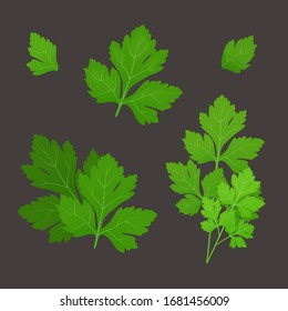 Fresh green parsley leaves on dark background. Parsley isolated. Vector illustration.