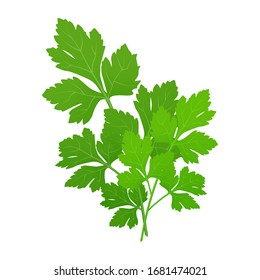 Fresh green parsley leaves on white background. Parsley isolated. Vector illustration.