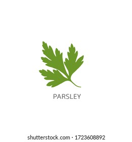 Fresh green parsley leaves on white background. Parsley isolated. Vector illustration.