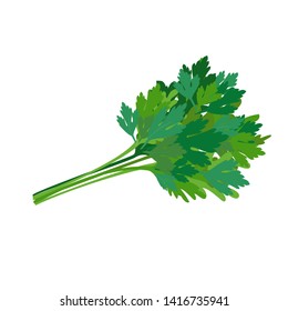 Fresh green parsley. Spicy seasoning. Vector illustration.