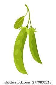 Fresh green pea pods including whole pods open pods with peas for cooking