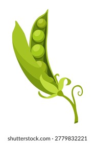 Fresh green pea pods including whole pods open pods with peas for cooking