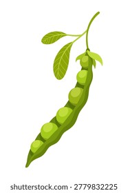 Fresh green pea pods including whole pods open pods with peas for cooking