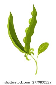 Fresh green pea pods including whole pods open pods with peas for cooking