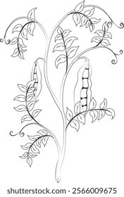 Fresh green pea stem with ripe pods black and white contour illustration