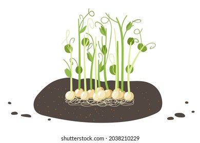 Fresh green peas. Cultivation of microgreen peas, young sprout, pea seeds in the ground, plant roots. Sprouting. Healthy nutrition. Growing superfood at home. Cartoon flat vector illustation.