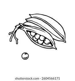 Fresh Green Peas in Open Pods Line Art Illustration