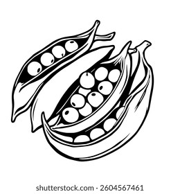 Fresh Green Peas in Open Pods Line Art Illustration