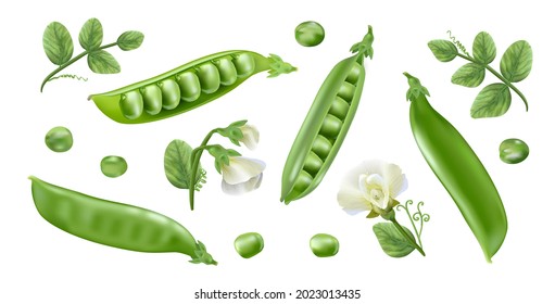 Fresh green peas, a source of vegetable protein.