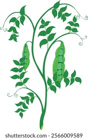 Fresh green peas stem with ripe pods illustration