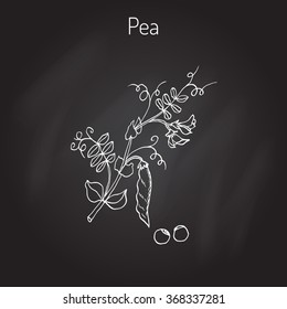 Fresh green peas. Vector illustration of legumes