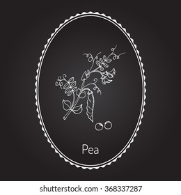 Fresh green peas. Vector illustration of legumes