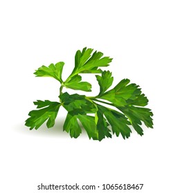 Fresh green plant, nutritious, tasty green parsley. Vector illustration. Vegetables ingredients in triangulation technique. Parsley low poly.