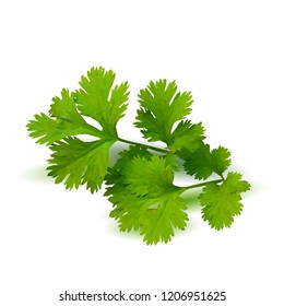 Fresh green plant, nutritious, tasty green parsley. Vector illustration. Vegetables ingredients in triangulation technique. Parsley low poly.