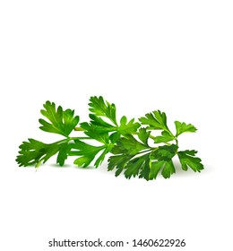Fresh green plant, nutritious, tasty green parsley. Vector illustration. Vegetables ingredients in triangulation technique. Parsley low poly.