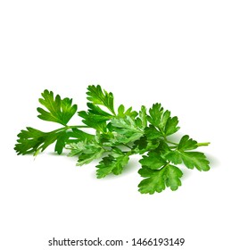 Fresh green plant, nutritious, tasty green parsley. Vector illustration. Vegetables ingredients in triangulation technique. Parsley low poly.