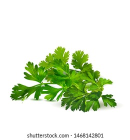 Fresh green plant, nutritious, tasty green parsley. Vector illustration. Vegetables ingredients in triangulation technique. Parsley low poly.