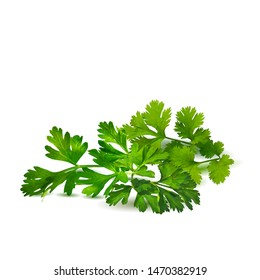 Fresh green plant, nutritious, tasty green parsley. Vector illustration. Vegetables ingredients in triangulation technique. Parsley low poly.